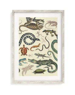 Cognitive Surplus Serpents: Reptiles & Amphibians Scientific Illustration Museum Print* Wall Art | Biology