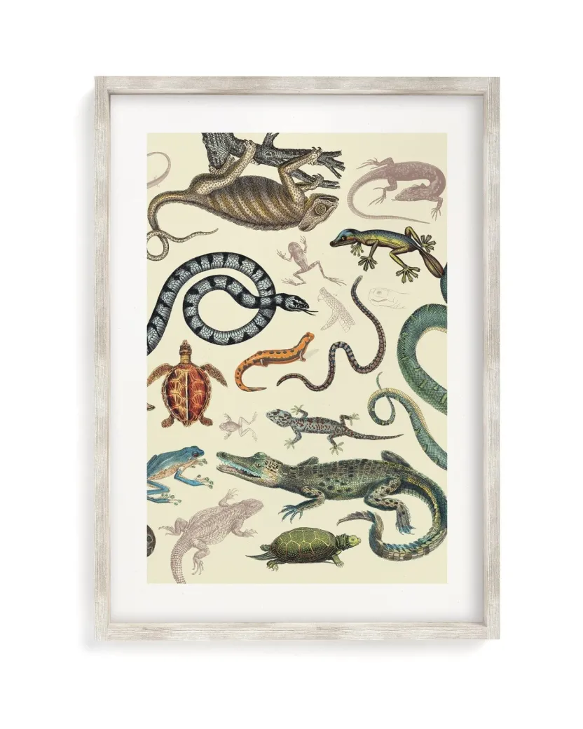 Cognitive Surplus Serpents: Reptiles & Amphibians Scientific Illustration Museum Print* Wall Art | Biology