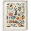 Cognitive Surplus Shallow Seas Scientific Illustration Museum Print* Wall Art | Marine Biology
