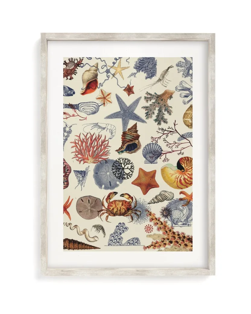Cognitive Surplus Shallow Seas Scientific Illustration Museum Print* Wall Art | Marine Biology
