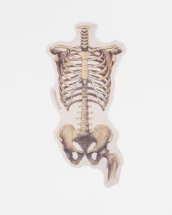 Cognitive Surplus Skeletal Rib Cage and Pelvis Sticker* Stickers | Medicine