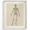 Cognitive Surplus Skeleton Anatomy Scientific Illustration Museum Print* Wall Art | Medicine
