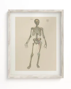 Cognitive Surplus Skeleton Anatomy Scientific Illustration Museum Print* Wall Art | Medicine