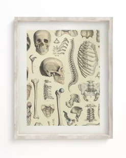 Cognitive Surplus Skeleton Scientific Illustration Museum Print* Wall Art | Medicine