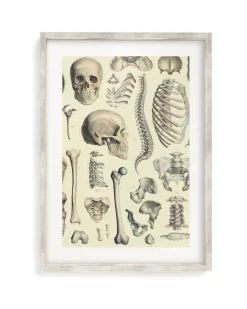 Cognitive Surplus Skeleton Scientific Illustration Museum Print* Wall Art | Medicine