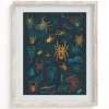 Cognitive Surplus Spiders Pl 2 Scientific Illustration Museum Print* Wall Art | Entomology