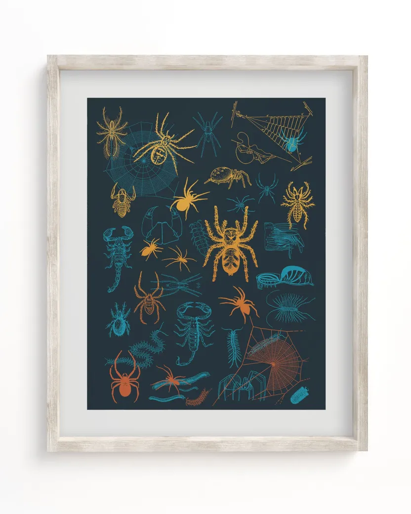 Cognitive Surplus Spiders Pl 2 Scientific Illustration Museum Print* Wall Art | Entomology