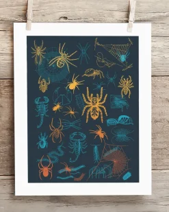 Cognitive Surplus Spiders Pl 2 Scientific Illustration Museum Print* Wall Art | Entomology