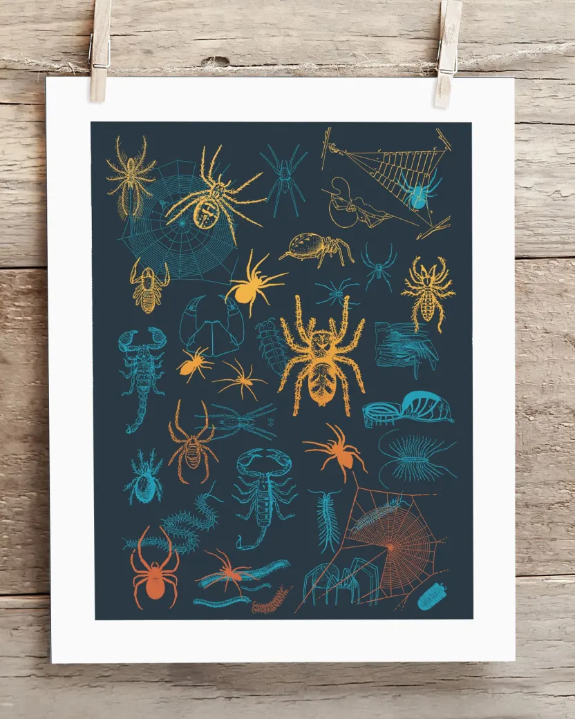 Cognitive Surplus Spiders Pl 2 Scientific Illustration Museum Print* Wall Art | Entomology