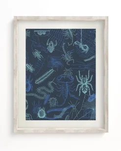 Cognitive Surplus Spiders Scientific Illustration Museum Print* Wall Art | Entomology