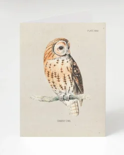 Cognitive Surplus Tawny Owl Greeting Card - Ornithology Stationery | * Greeting Cards | Ornithology