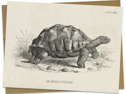 Cognitive Surplus Tortoise Greeting Card - Biology Stationery | * Greeting Cards | Biology
