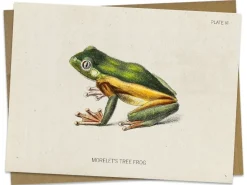 Cognitive Surplus Tree Frog Greeting Card - Biology Stationery | * Greeting Cards | Biology