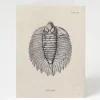 Cognitive Surplus Trilobite Fossil Card - Paleontology Greeting Card | * Greeting Cards | Paleontology