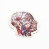 Cognitive Surplus Vascular Head Anatomy Sticker* Stickers | Medicine