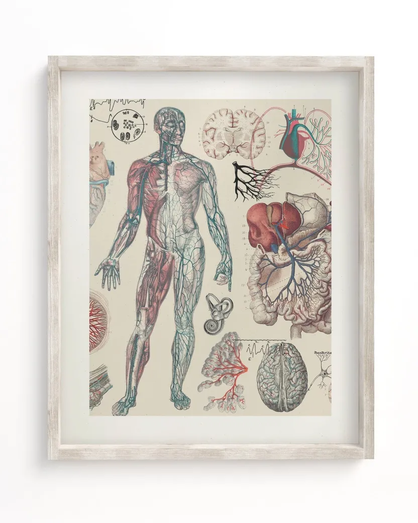 Cognitive Surplus Vascular Scientific Illustration Museum Print* Wall Art | Medicine