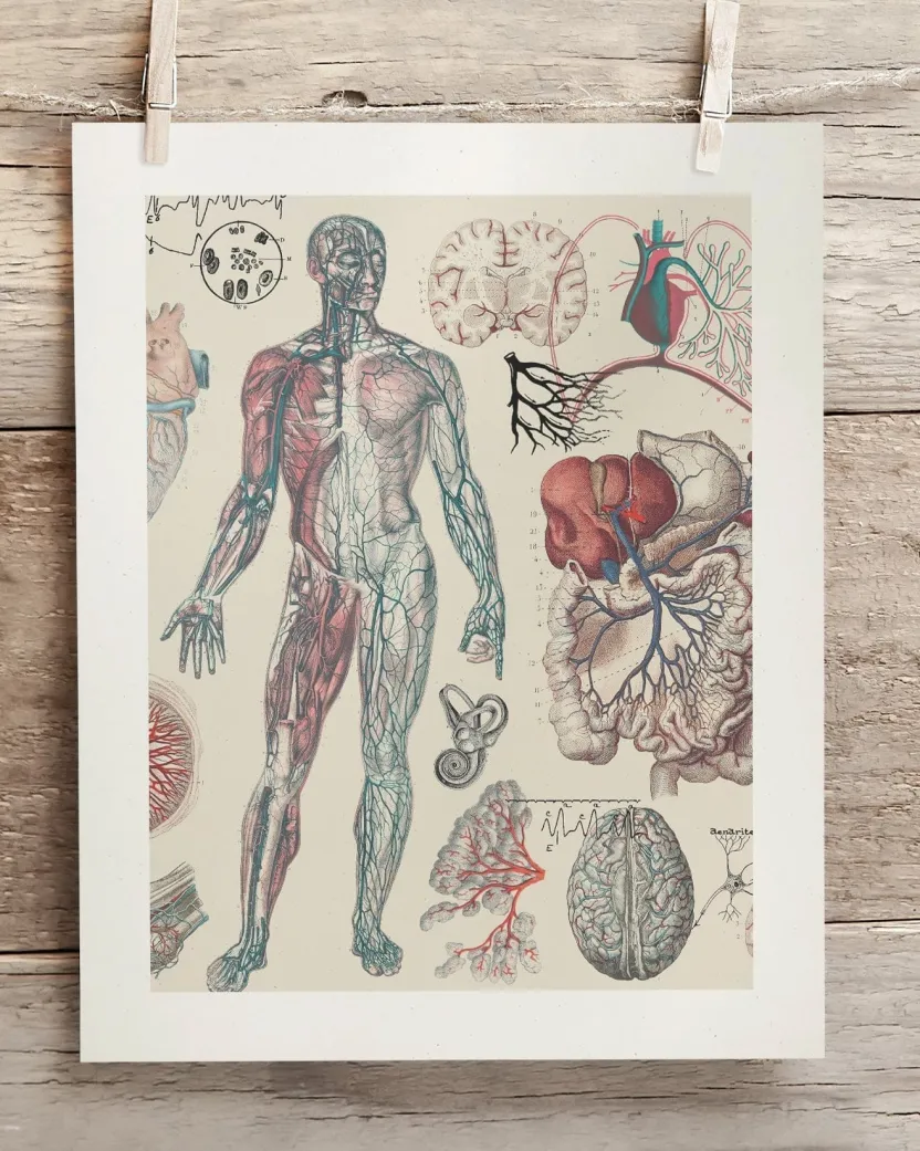 Cognitive Surplus Vascular Scientific Illustration Museum Print* Wall Art | Medicine