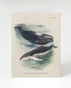 Cognitive Surplus Whale Greeting Card - Biology Stationery | * Greeting Cards | Marine Biology