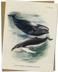 Cognitive Surplus Whale Greeting Card - Biology Stationery | * Greeting Cards | Marine Biology