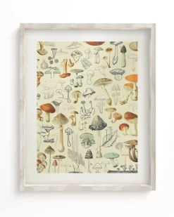 Cognitive Surplus Woodland Mushrooms Scientific Illustration Museum Print* Wall Art | Kitchen Science