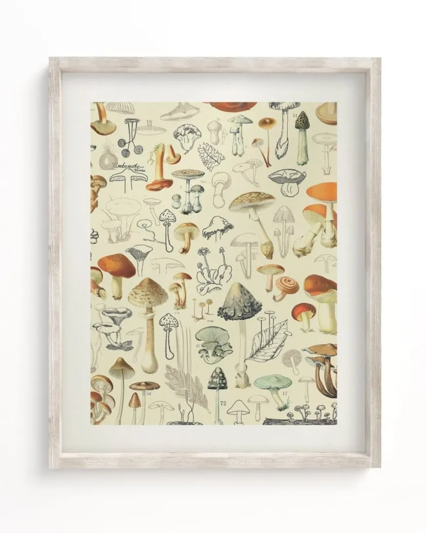 Cognitive Surplus Woodland Mushrooms Scientific Illustration Museum Print* Wall Art | Kitchen Science