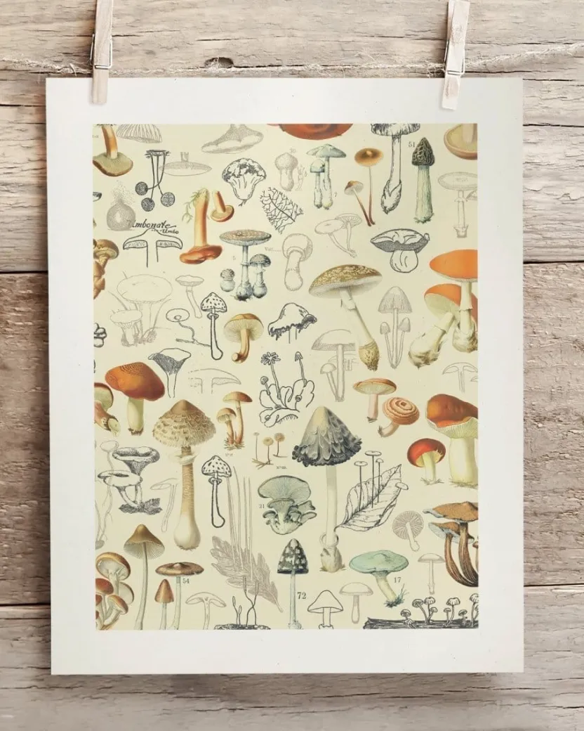 Cognitive Surplus Woodland Mushrooms Scientific Illustration Museum Print* Wall Art | Kitchen Science