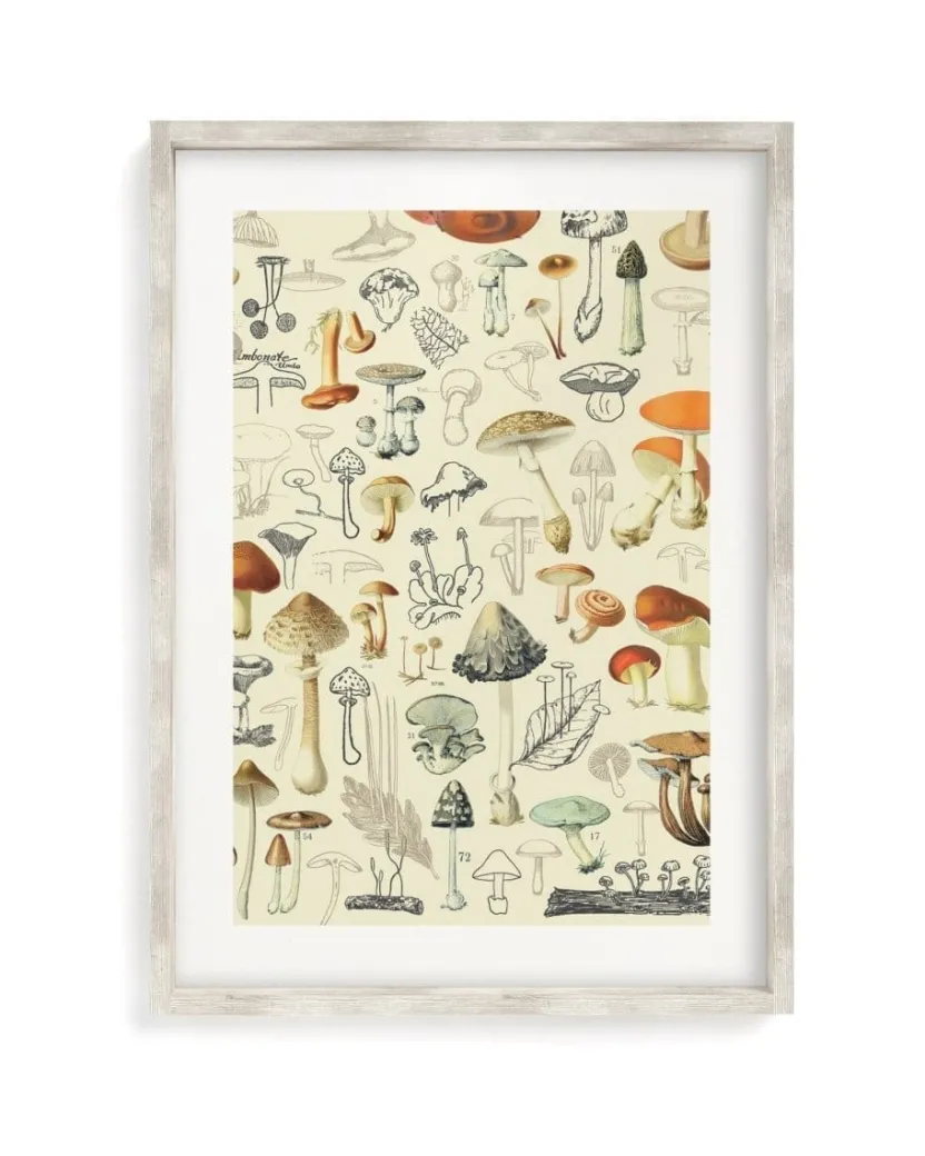 Cognitive Surplus Woodland Mushrooms Scientific Illustration Museum Print* Wall Art | Kitchen Science