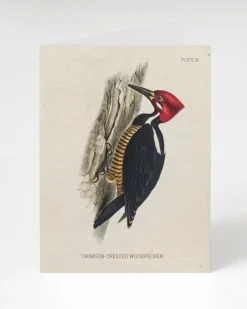 Cognitive Surplus Woodpecker Greeting Card - Bird Stationery | * Greeting Cards | Biology